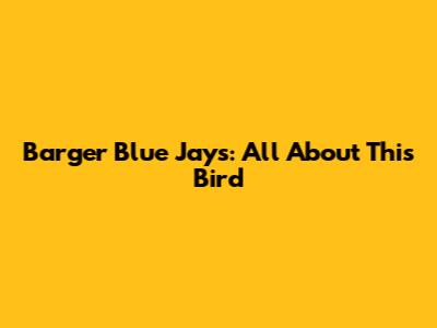Barger Blue Jays: All About This Bird